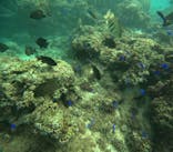 沖縄マリンサービス碧に投稿された画像（2024/11/2）