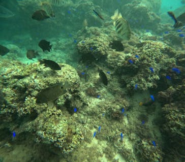 沖縄マリンサービス碧に投稿された画像（2024/11/2）