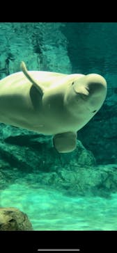 名古屋港水族館に投稿された画像（2024/11/2）