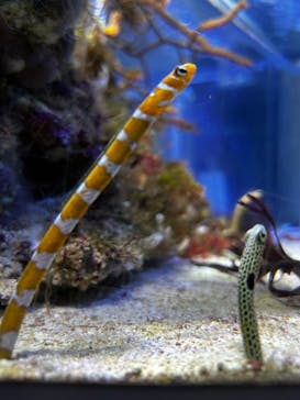 名古屋港水族館に投稿された画像（2024/11/2）