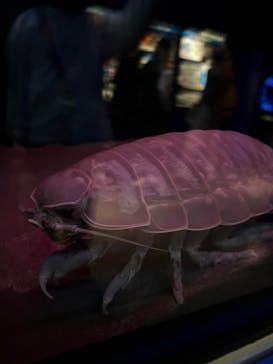 名古屋港水族館に投稿された画像（2024/11/2）