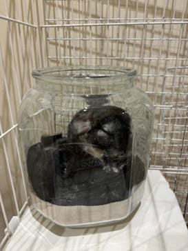 Moff animal cafe MARKIS 福岡ももち店に投稿された画像（2024/11/2）