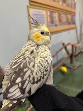 Moff animal cafe MARKIS 福岡ももち店に投稿された画像（2024/11/2）