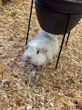 Moff animal cafe MARKIS 福岡ももち店に投稿された画像（2024/11/2）