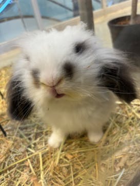 Moff animal cafe MARKIS 福岡ももち店に投稿された画像（2024/11/2）