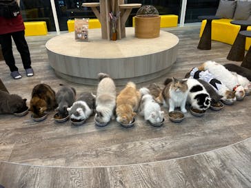 猫カフェモカ 京都河原町店に投稿された画像（2024/11/2）