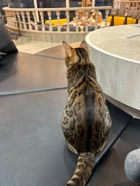 猫カフェモカ 京都河原町店に投稿された画像（2024/11/2）