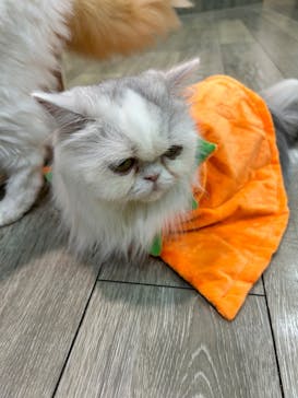 猫カフェモカ 京都河原町店に投稿された画像（2024/11/2）