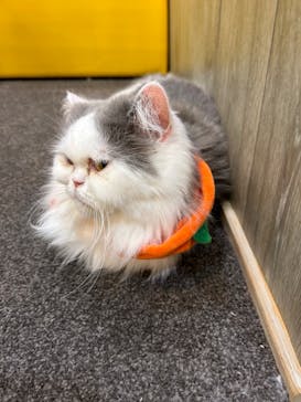 猫カフェモカ 京都河原町店に投稿された画像（2024/11/2）