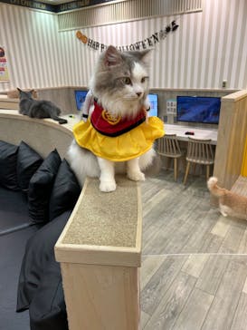 猫カフェモカ 京都河原町店に投稿された画像（2024/11/2）