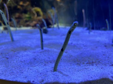 名古屋港水族館に投稿された画像（2024/11/2）