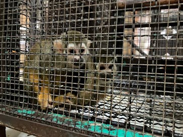 那須ワールドモンキーパークに投稿された画像（2024/11/2）