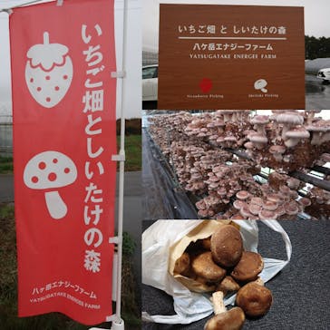 八ヶ岳エナジーファーム　いちご畑としいたけの森に投稿された画像（2024/11/2）