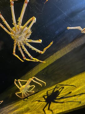 竹島水族館に投稿された画像（2024/11/2）