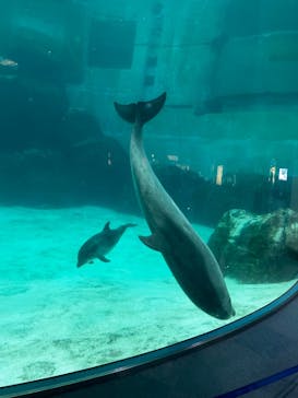 名古屋港水族館に投稿された画像（2024/11/2）