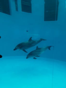 名古屋港水族館に投稿された画像（2024/11/2）