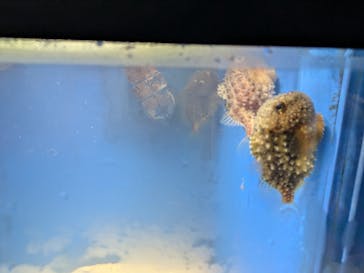 越前松島水族館に投稿された画像（2024/11/2）