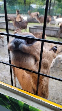 那須サファリパークに投稿された画像（2024/11/2）