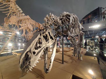 福井県立恐竜博物館に投稿された画像（2024/11/2）