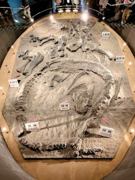福井県立恐竜博物館に投稿された画像（2024/11/2）