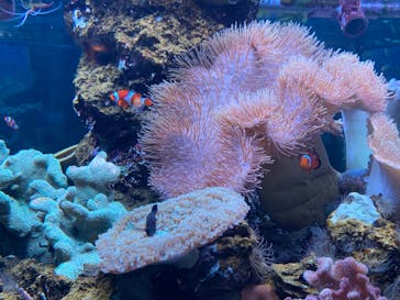 鴨川シーワールドに投稿された画像（2024/11/2）