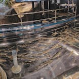 サケのふるさと 千歳水族館に投稿された画像（2024/11/2）