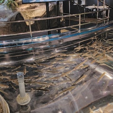 サケのふるさと 千歳水族館に投稿された画像（2024/11/2）