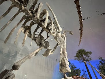 福井県立恐竜博物館に投稿された画像（2024/11/2）