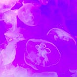 アクアワールド茨城県大洗水族館に投稿された画像（2024/11/3）