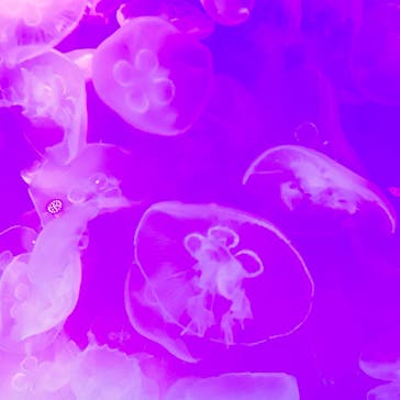 アクアワールド茨城県大洗水族館に投稿された画像（2024/11/3）