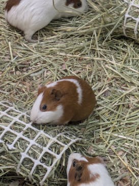 九十九島動植物園森きららに投稿された画像（2024/11/3）