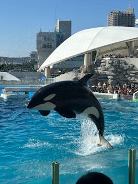 鴨川シーワールドに投稿された画像（2024/11/3）