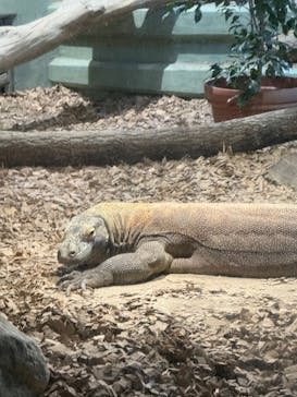 名古屋市東山動植物園に投稿された画像（2024/11/3）
