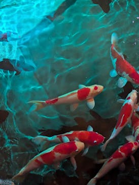 AQUARIUM × ART　atoaに投稿された画像（2024/11/3）