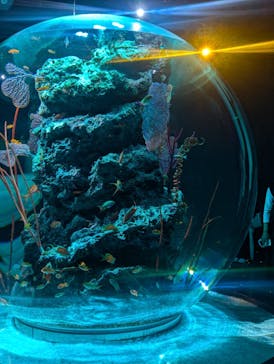 AQUARIUM × ART　atoaに投稿された画像（2024/11/3）