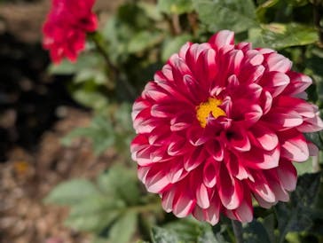 ニューヨークランプミュージアム＆フラワーガーデンに投稿された画像（2024/11/3）