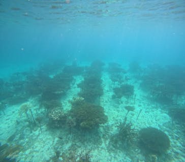 青の洞窟専門店　沖縄ダイビングショップ和に投稿された画像（2024/11/3）