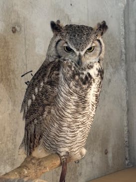 霞ケ浦 どうぶつとみんなのいえに投稿された画像（2024/11/3）