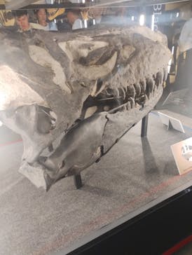 福井県立恐竜博物館に投稿された画像（2024/11/3）
