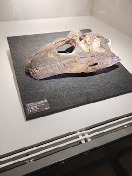 福井県立恐竜博物館に投稿された画像（2024/11/3）