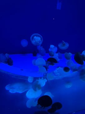 アクアワールド茨城県大洗水族館に投稿された画像（2024/11/3）