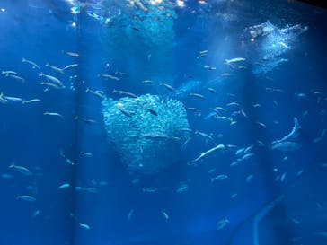 アクアワールド茨城県大洗水族館に投稿された画像（2024/11/3）