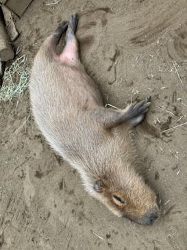 ダチョウ王国石岡ファームに投稿された画像（2024/11/3）
