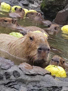 伊豆シャボテン動物公園に投稿された画像（2024/11/3）