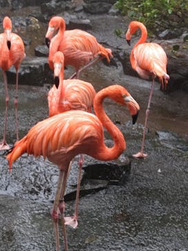 伊豆シャボテン動物公園に投稿された画像（2024/11/3）