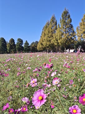 滋賀農業公園ブルーメの丘に投稿された画像（2024/11/3）