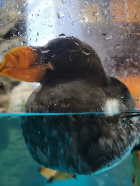 アクアワールド茨城県大洗水族館に投稿された画像（2024/11/3）
