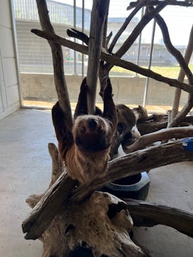 霞ケ浦 どうぶつとみんなのいえに投稿された画像（2024/11/3）