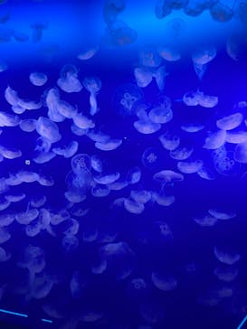 新江ノ島水族館に投稿された画像（2024/11/3）