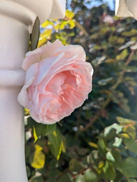 京成バラ園に投稿された画像（2024/11/3）